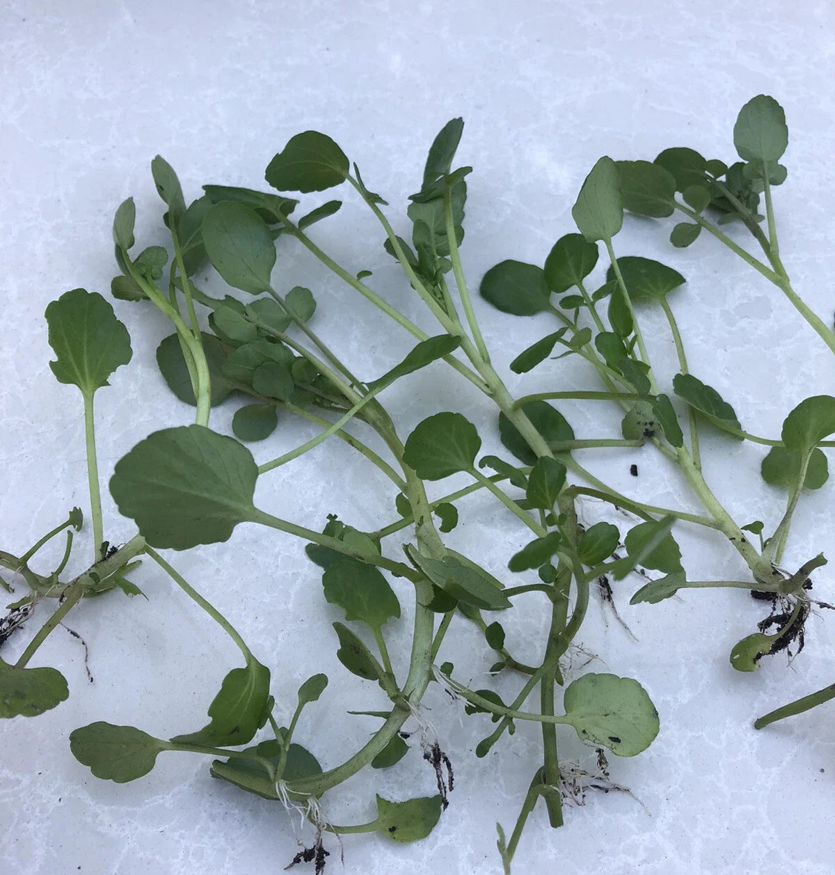 Fresh Watercress Plants with Roots - Live Nutrient-Rich Vegetables for Hydroponics - Nasturtium officinale
