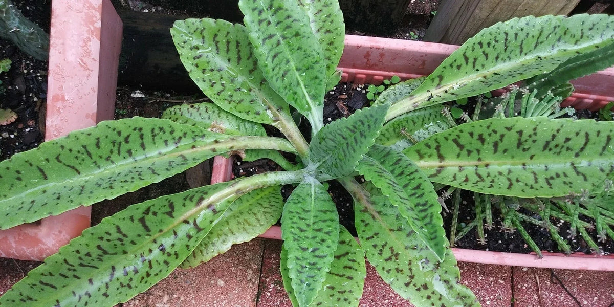 Donkey Ears Succulent Plant - Kalanchoe gastoniae - Drought Tolerant Indoor Houseplant with Unique Foliage - Bare Root