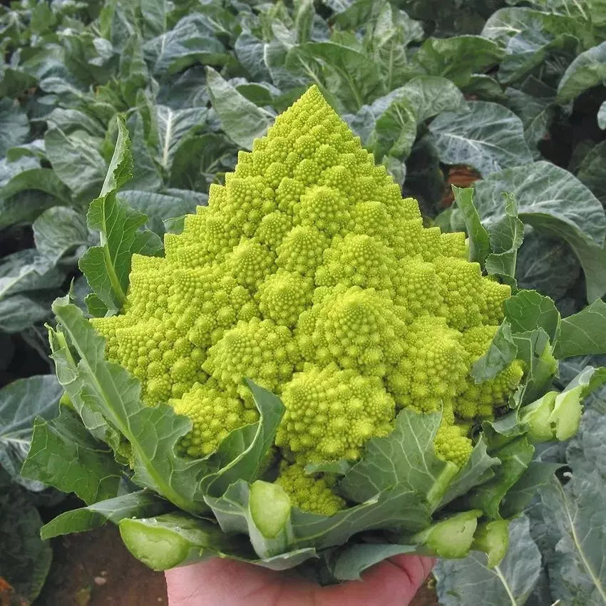 Romanesco Broccoli Seeds - 100 Heirloom Organic Non-GMO Seeds - Brassica oleracea var. botrytis - Unique Fractal Vegetable