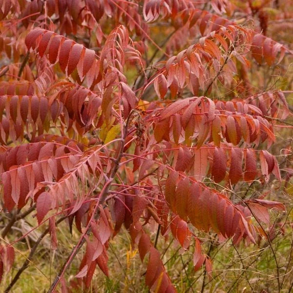 Smooth Sumac Plant Set of 2, Edible Berry, Fall Color, Rhus glabra, Bare Root Hardy Shrub for Garden