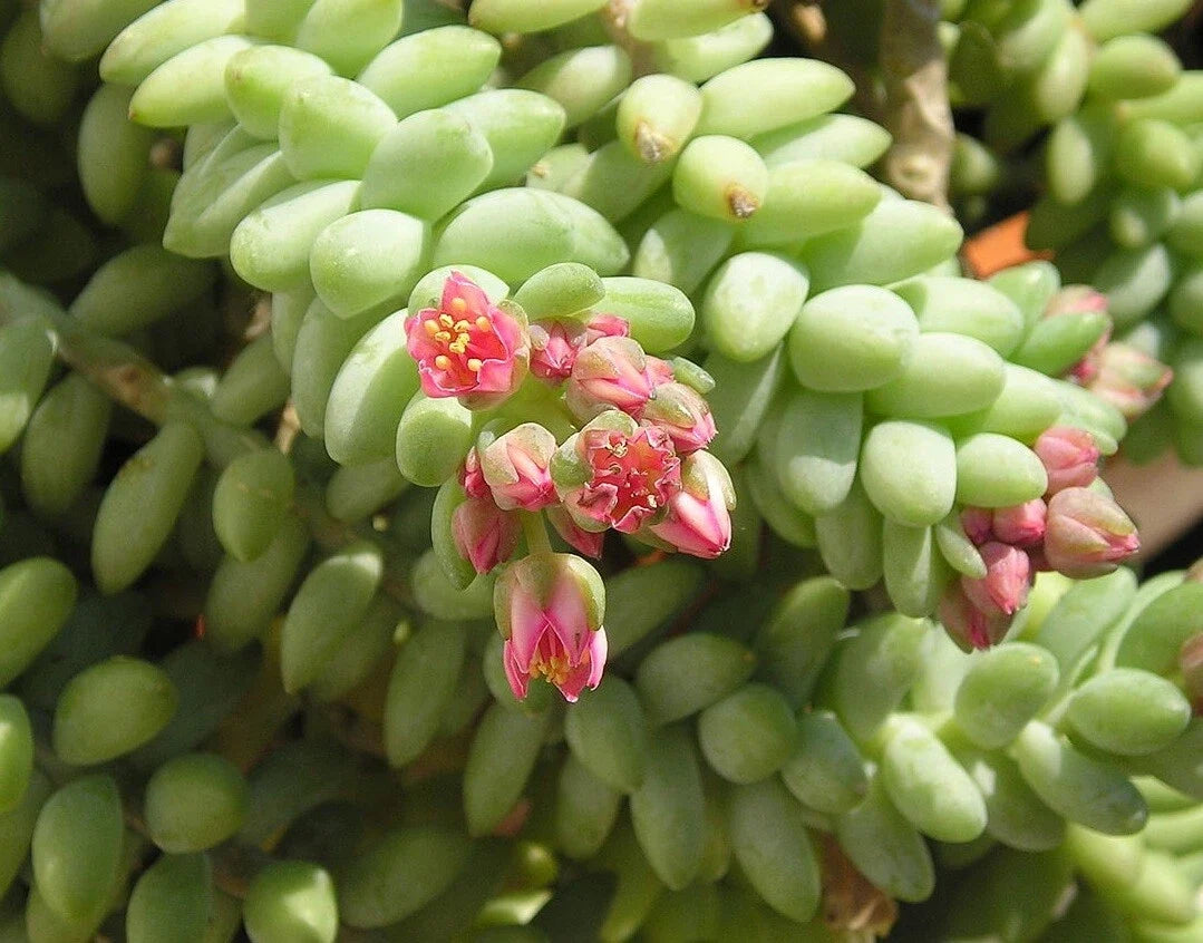 Unrooted Cutting 4" Donkey Tail Succulent - Sedum Morganianum - Ideal for Hanging Planters & Indoor Decor