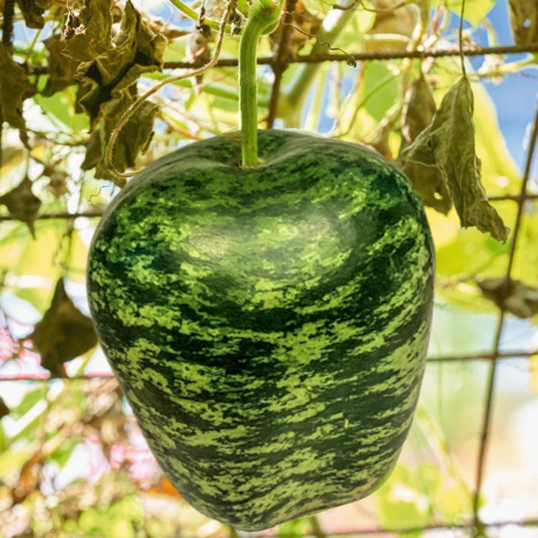 Apple Gourd Seeds | 20 Pack | Ornamental Squash Dipper | Lagenaria siceraria | Ideal for Bird Feeders & Decorations