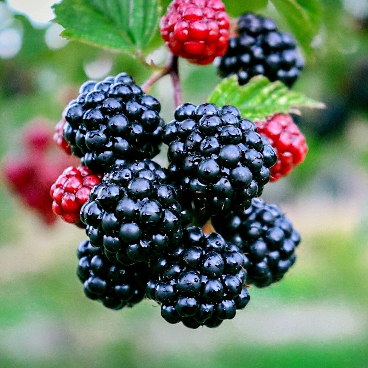 Blackberry Bush Seeds 20 Pack - Rubus allegheniensis - Hardy Fruit Plant for Zones 3-9 - Sweet Juicy Blackberries