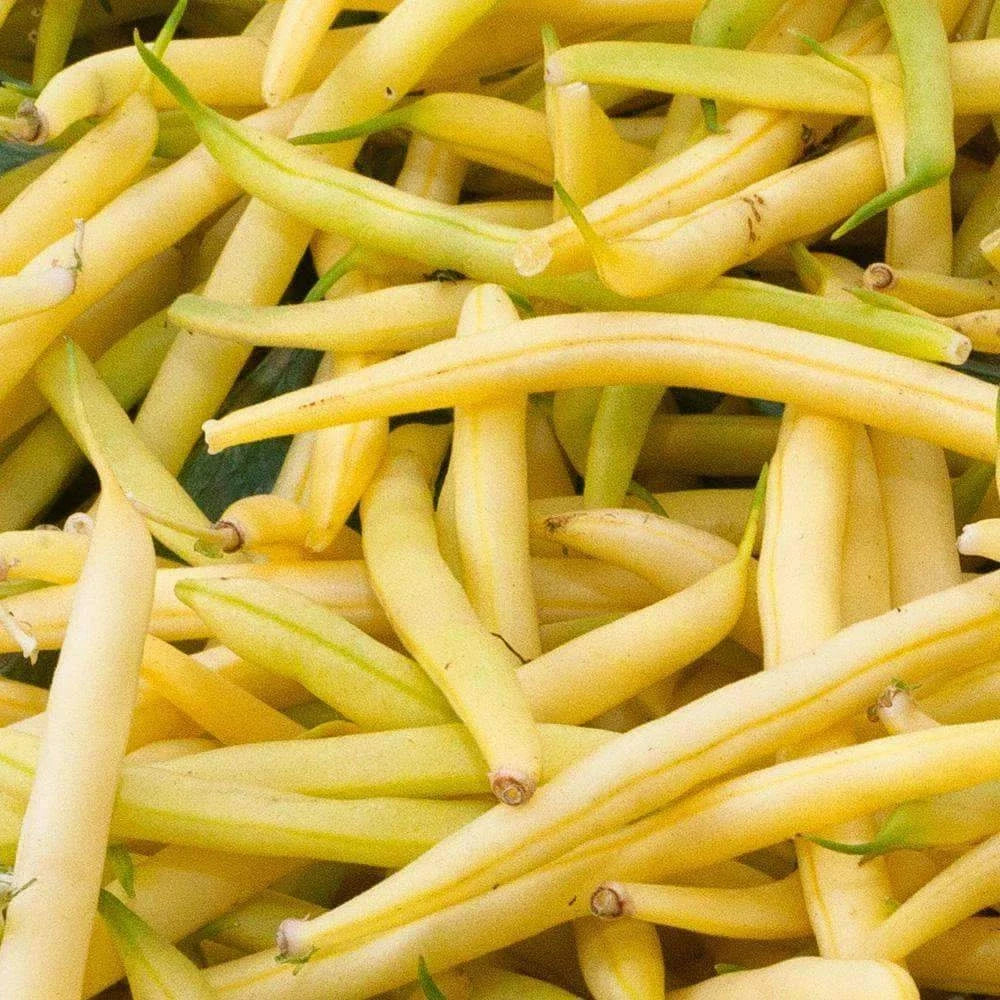 Golden Wax Bean Seeds 50 Ct - Bush Yellow Stringless Vegetable - Phaseolus vulgaris - Non-GMO, USA