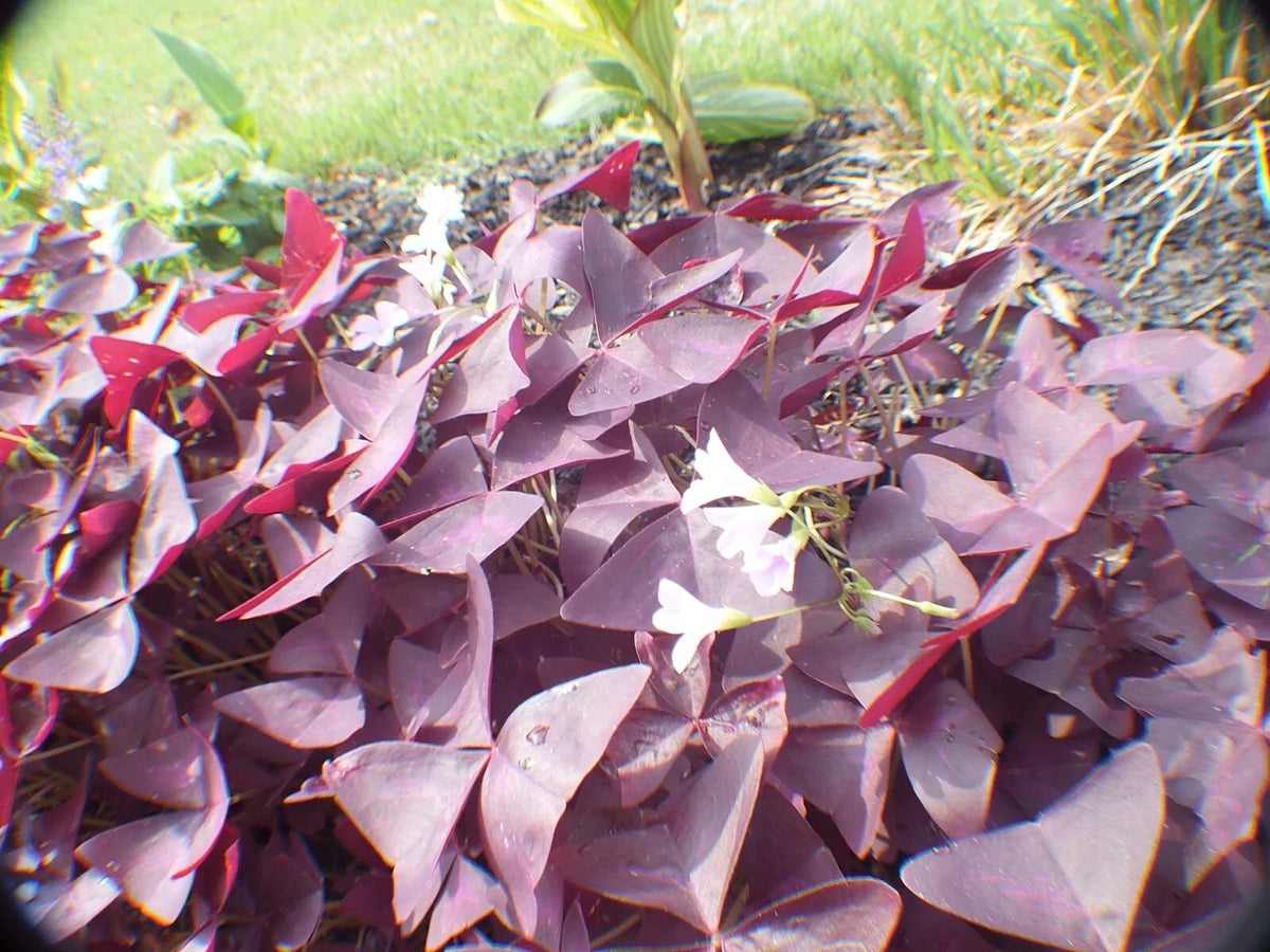 Butterfly Plant Roots - 25 Hardy Purple Flower Rhizomes - Asclepias tuberosa - Attracts Pollinators, Easy to Grow