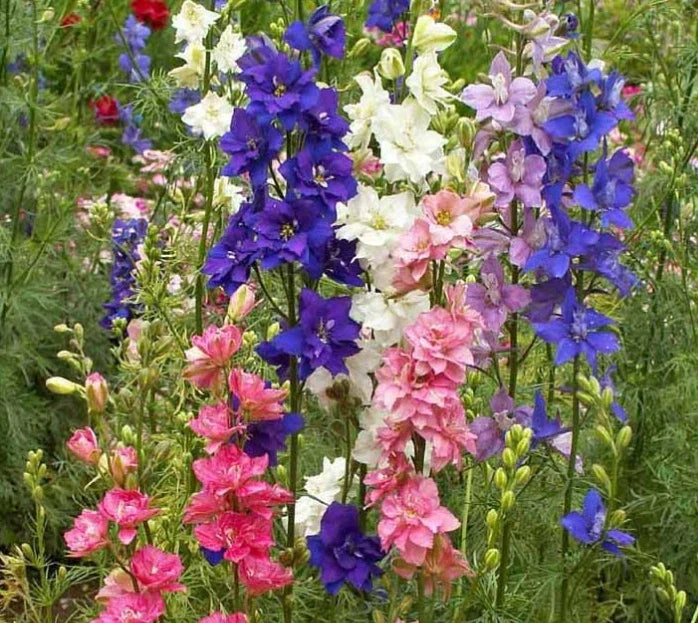 Larkspur Delphinium Mix Seeds - 1000 Count Non-GMO Flower Garden Seeds - Delphinium spp. - Tall Spring Blooms for Cutting Gardens