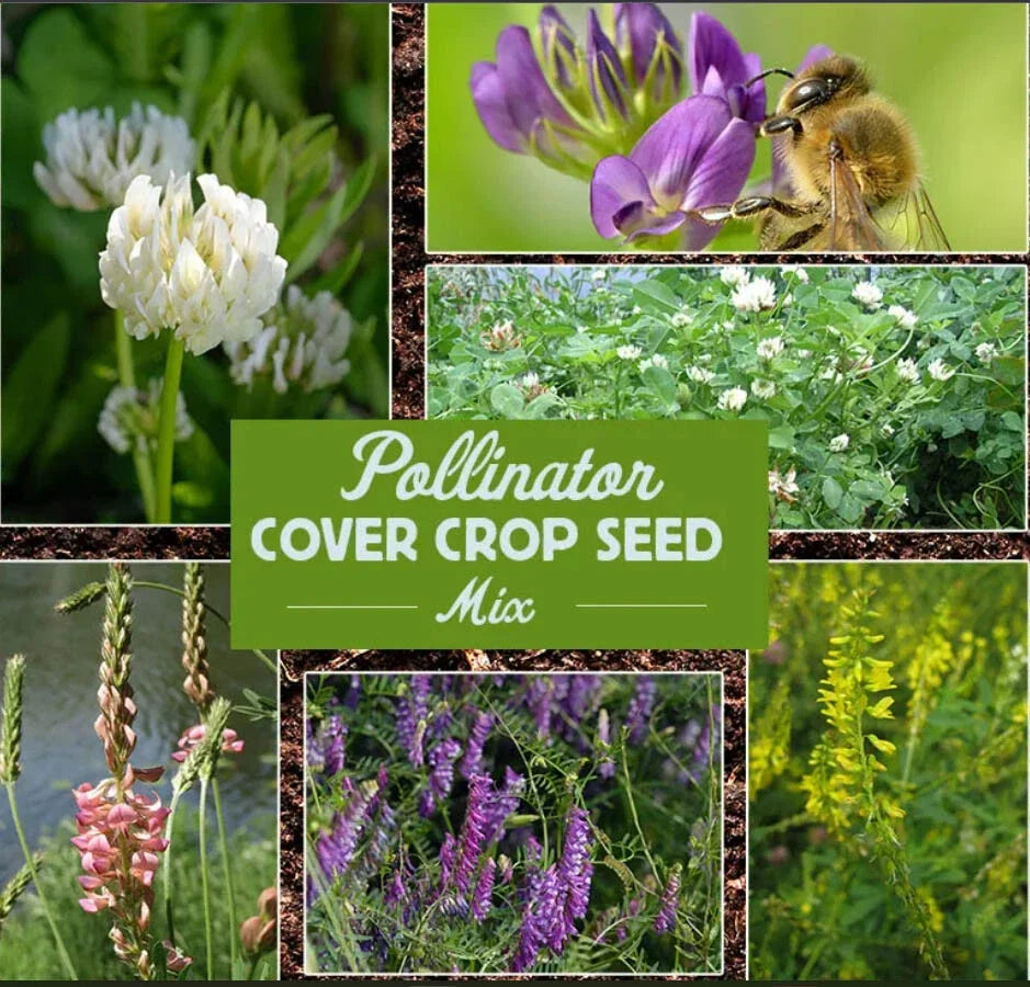 Bulk Wildflower Seeds 3600 Count Pollinator Cover Crop Mix for Bees & Butterflies - Various Native Species