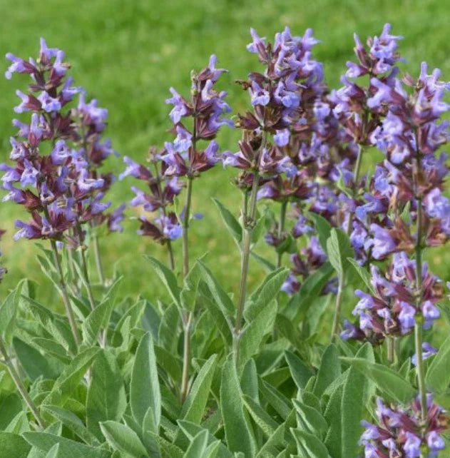 Sage Seeds - 100 Non-GMO Broadleaf for Culinary & Herbal Teas - Salvia officinalis - Perennial Seasoning Plant