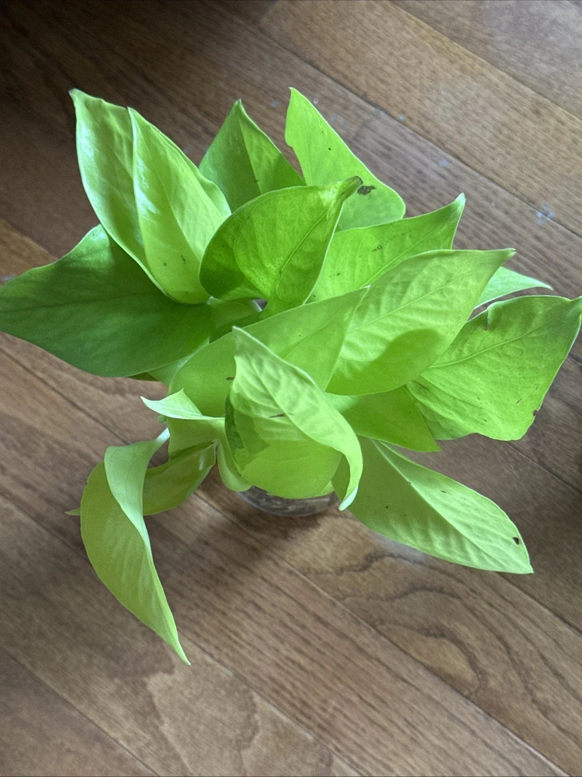 Rooted Pothos Cuttings - Green - Epipremnum aureum - Easy Care Houseplant for Indoor Decor