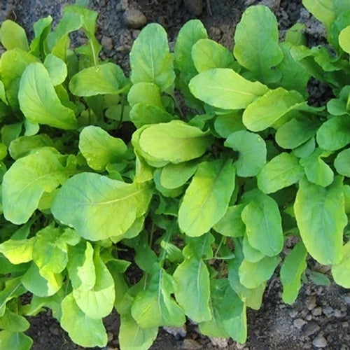 Arugula Seeds 750+ Count Organic Roquette (Eruca sativa) for Culinary Gardens, Non-GMO Herb Planting