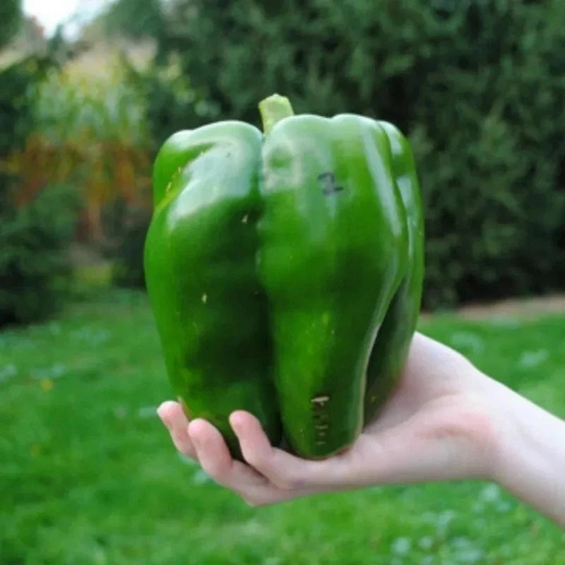 Emerald Giant Bell Pepper Seeds - 120+ Organic Heirloom Seeds - Capsicum annuum - Sweet Green Peppers for Home Garden
