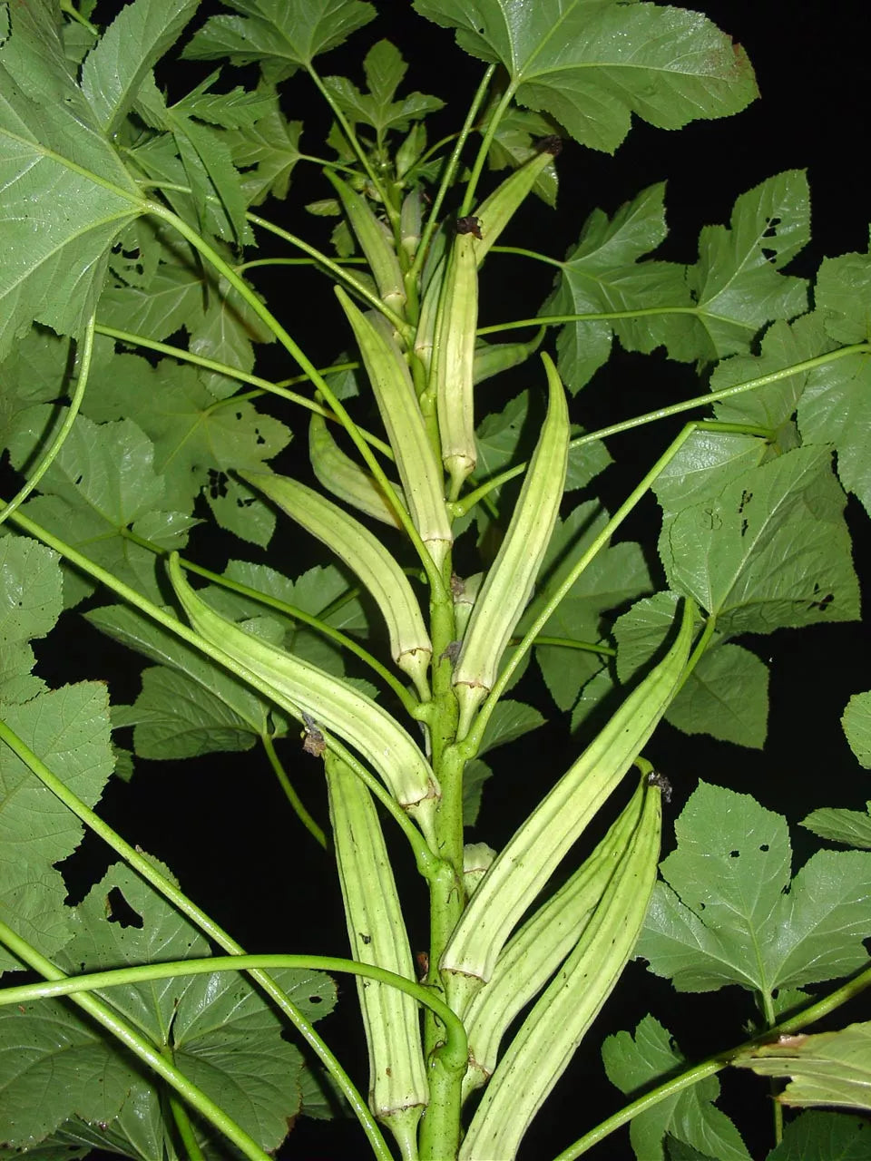 Okra Seeds - Clemson Spineless Variety - 55 Non-GMO Seeds - Abelmoschus esculentus - High Yielding, Easy to Grow