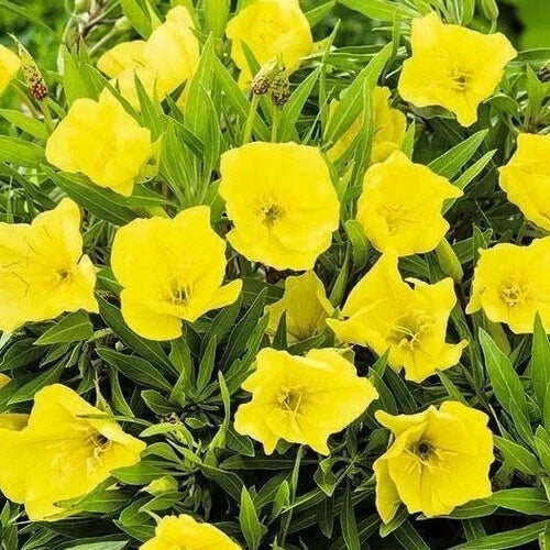 Missouri Yellow Primrose Seeds | 50-1000 Count | Oenothera missouriensis | Flower Seeds for Garden and Pollinators