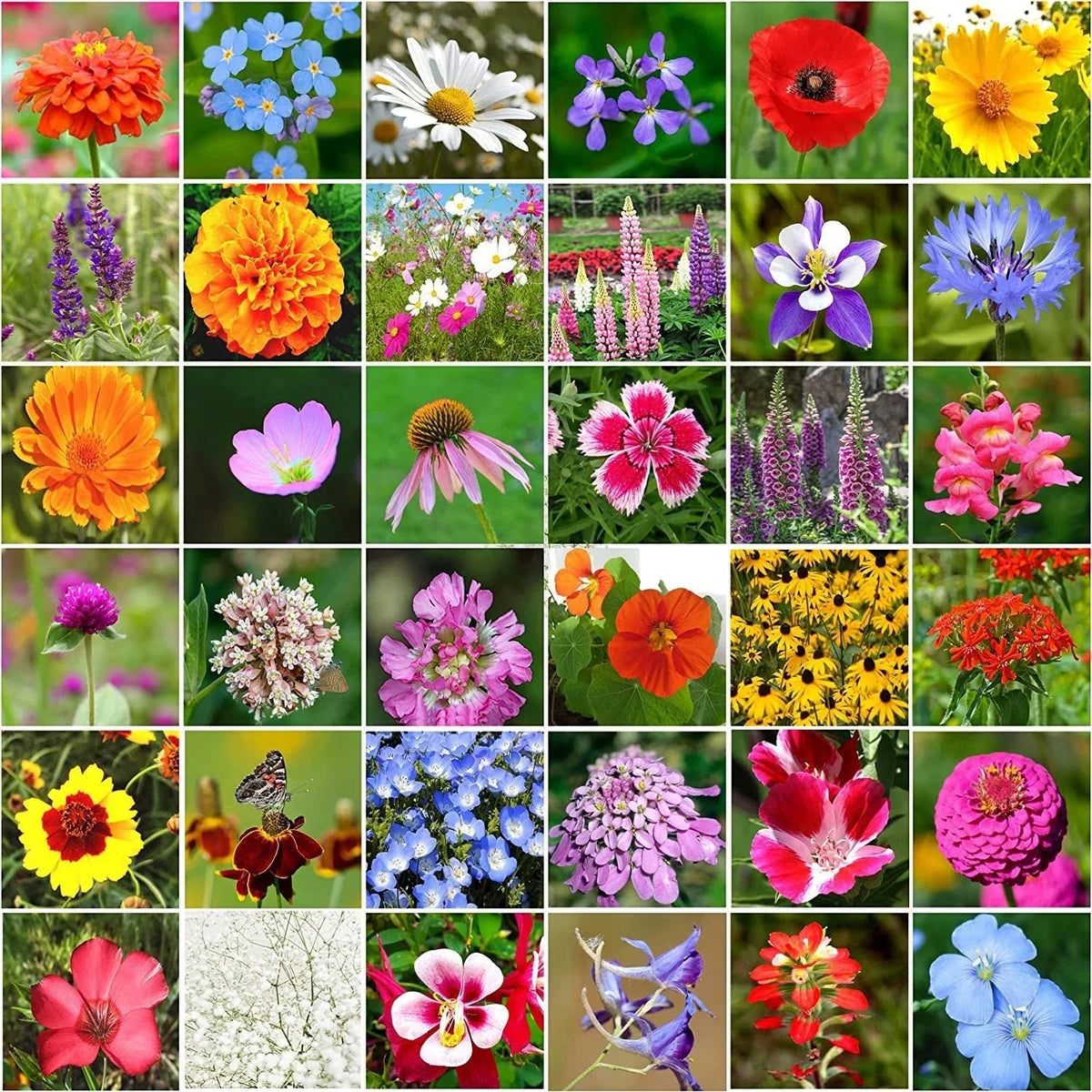 Wildflower Seeds Bulk Package - 10,000+ Seeds, 34 Perennial Varieties, Non-GMO Wildflower Mix, Various Species