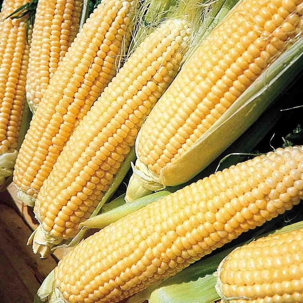 Kandy Korn Sweet Corn Seeds - 35+ Pack, Yellow, Zea mays, Sugary-Enhanced Hybrid, Tender Kernels, 80 Days to Maturity