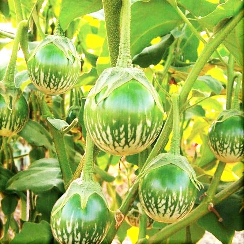 Thai Eggplant Seeds | Packet of 20 | Green Brinjal | Solanum melongena | Non-GMO, Fast-Growing, Ideal for Containers