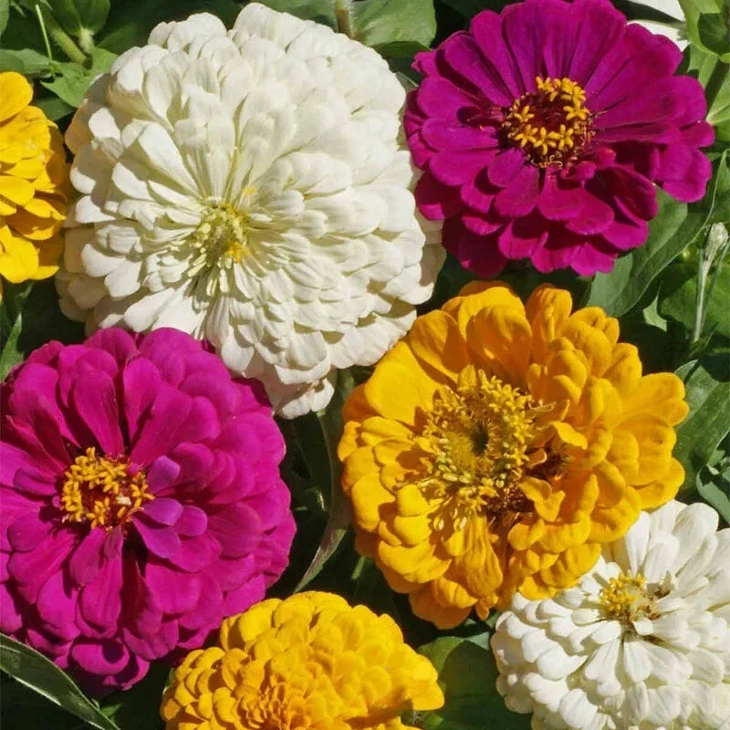 Mardi Gras Zinnia Mix Seeds 100 Pack - Organic Colorful Garden Flowers (Zinnia elegans) - USA Grown, Non-GMO