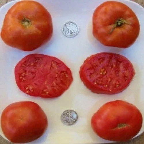 Brandywine Red Beefsteak Tomato Seeds - 25 Fresh Seeds - Solanum lycopersicum - Heirloom, Non-GMO, Rich Flavor