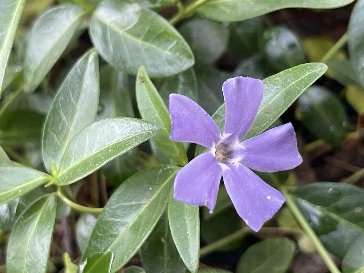 Vinca Minor Periwinkle Live Plants - Evergreen Ground Cover - 100+ Blue-Purple Flowering Cuttings - Vinca minor