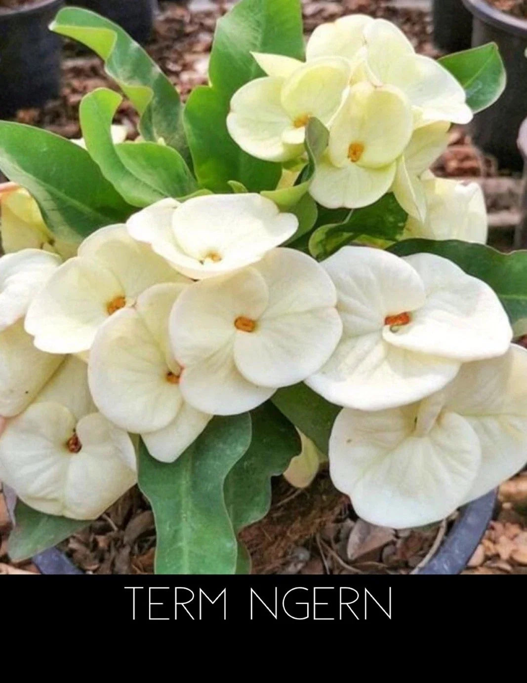 Crown of Thorns Plant - Rooted Thai Ngern Variety - Euphorbia Milii - Drought-Tolerant Succulent for Indoor/Outdoor Gardening