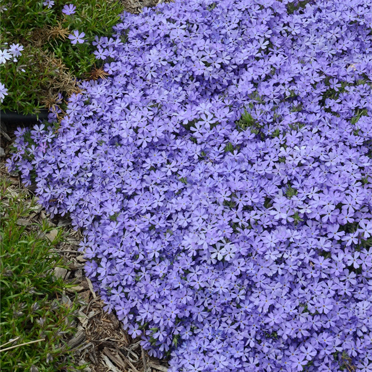 Violet Pinwheel Phlox Seeds | 50 Perennial Flower Seeds | Phlox paniculata | Attracts Butterflies, Easy to Grow