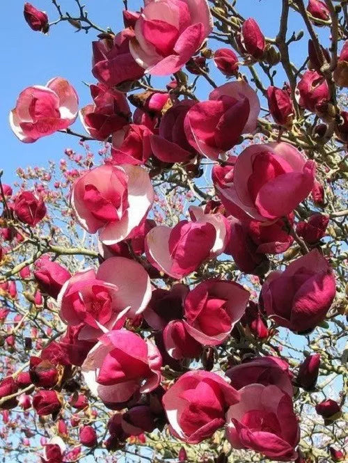 Magnolia Seeds 5 Pack - Alexandra Variety - Fragrant Lily Flower Tree - Magnolia x soulangeana - US Seller