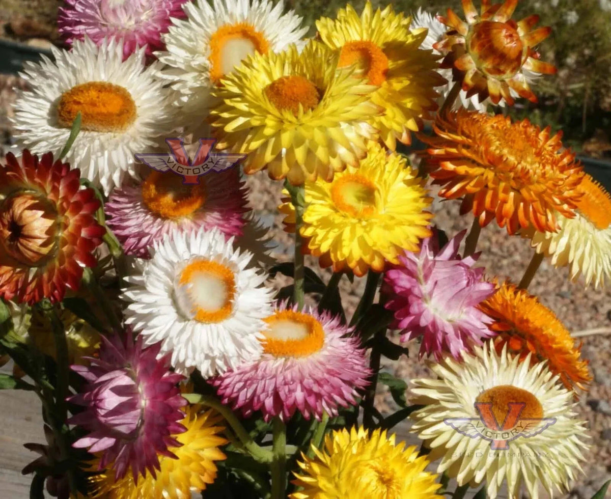 Dwarf Strawflower Mix Seeds - Colorful Everlasting Blooms - Helichrysum bracteatum - Non-GMO Garden Seed Pack