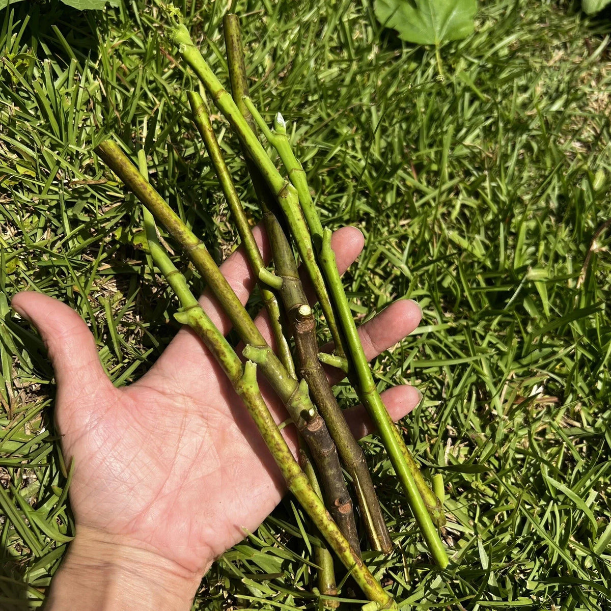 Fig Tree Cuttings - 7 Organic Cuttings from Fruiting Tree - Ficus carica - Natural Gardening Supplies for Home Garden