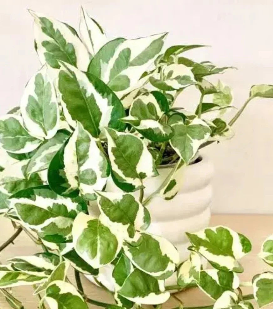 N'Joy Pothos Cuttings - 3 Rootless Fresh Cuttings, Variegated Epipremnum aureum, Indoor Houseplant Decor