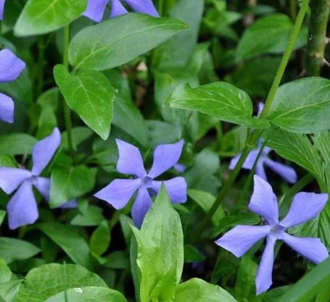 25 Vinca Minor Periwinkle Live Plants - Creeping Myrtle Ground Cover - Hardy Purple Flowering Plants for Shade Gardens