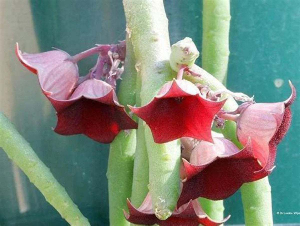 Huernia Pendula Plant - 3.5" Pot - Bootlace Huernia Succulent - Fully Rooted & Blooming - Unique Maroon Flowers