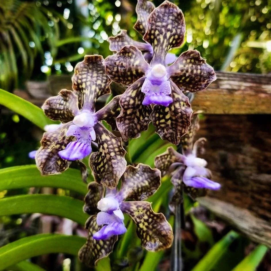 Fragrant Vanda Orchid 4" Pot - Papilionanda Ladda Fragrance ‘Alina’ - Rare Hybrid Plant - Easy Care Orchid for Home Gardening