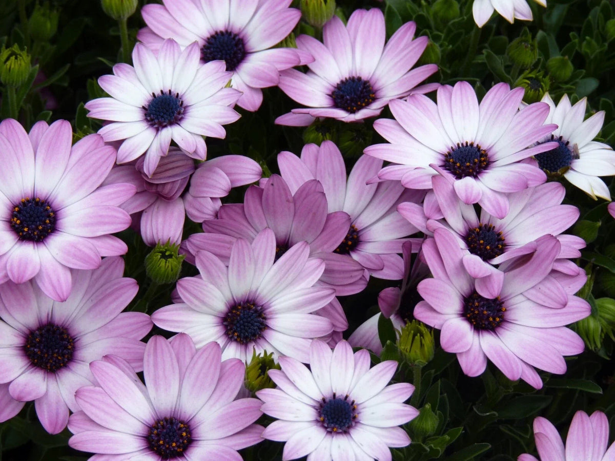 Cape Daisy Seeds - 200+ Count - White & Purple Blooms - Dimorphotheca ecklonis - Non-GMO Garden Planting - USA