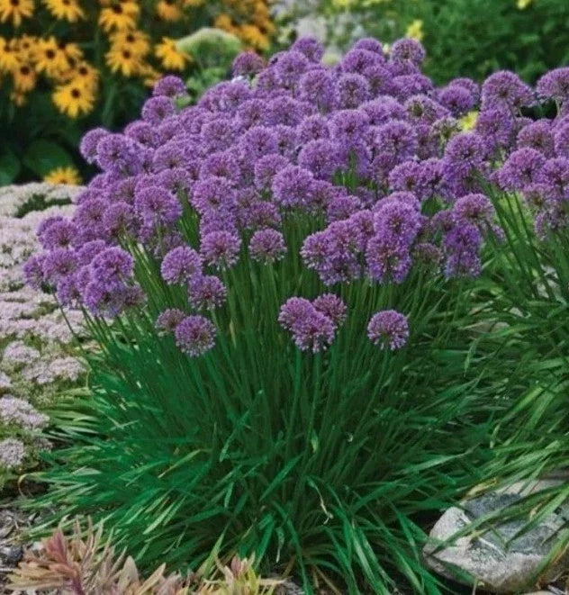 Allium Bare Roots Starter Plants - Millennium Allium (Allium 'Millennium') - 3 Pack for Garden Borders & Pollinator Attraction