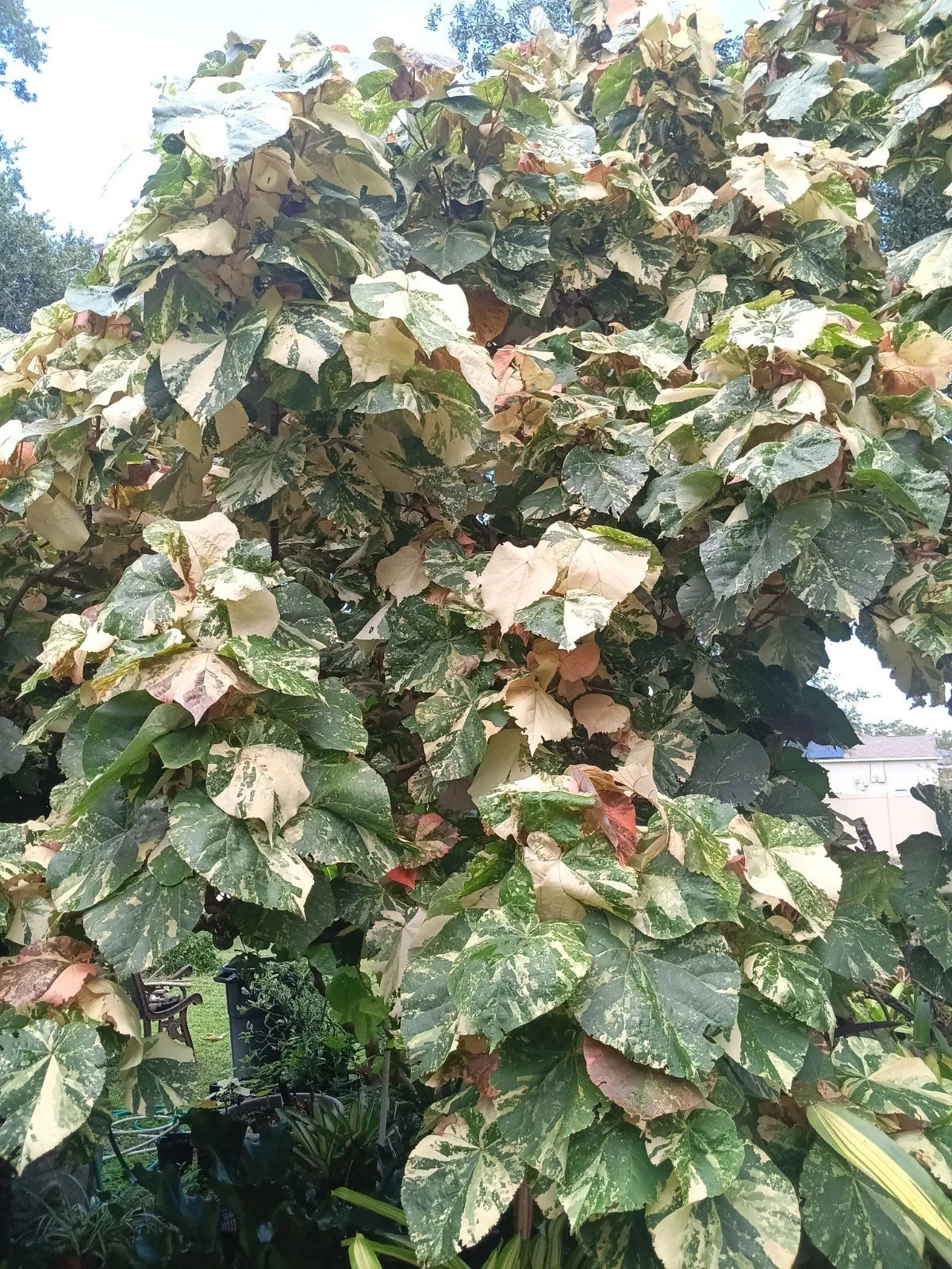 Variegated Mahoe Hibiscus Rooted Cutting - Hibiscus tiliaceus 'Variegata' - Tropical Plant for Garden or Indoor Decor