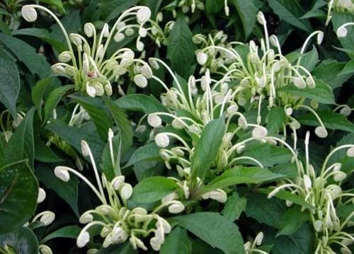 Clerodendrum incisum Starter Plant - Small Rare Musical Notes Variety - Well Rooted Houseplant for Indoor/Outdoor Gardening