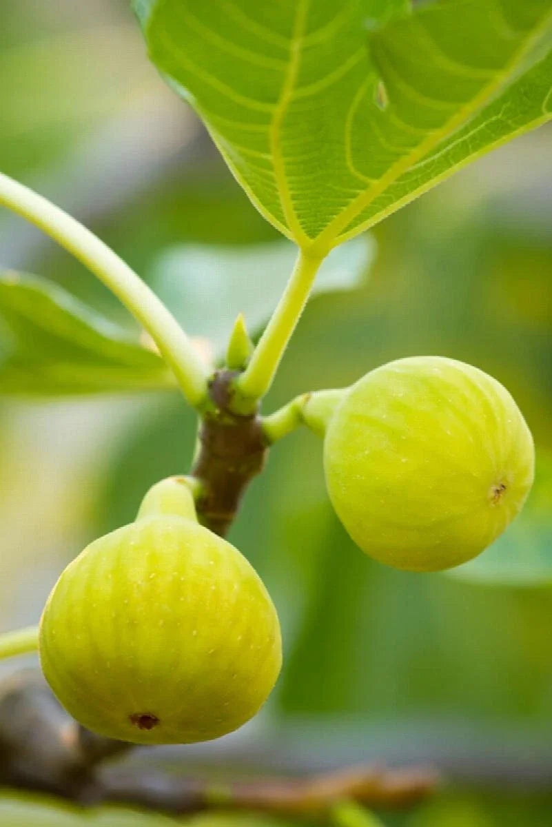 Desert King Fig Cuttings - 2 Stem Cuttings with Willow Water for Rooting - Ficus carica 'Desert King' - Gardening Essentials