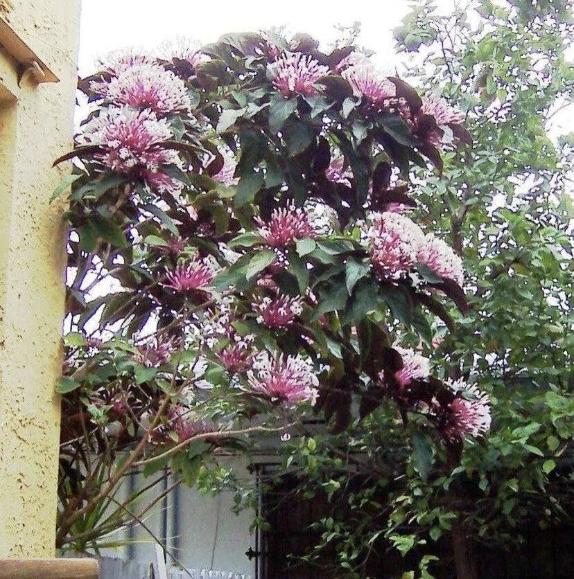 Shooting Star Plant Starter - Clerodendrum Quadriloculare Starburst - Live Potted Plant - Exotic Flowers for Indoor/Outdoor Gardening