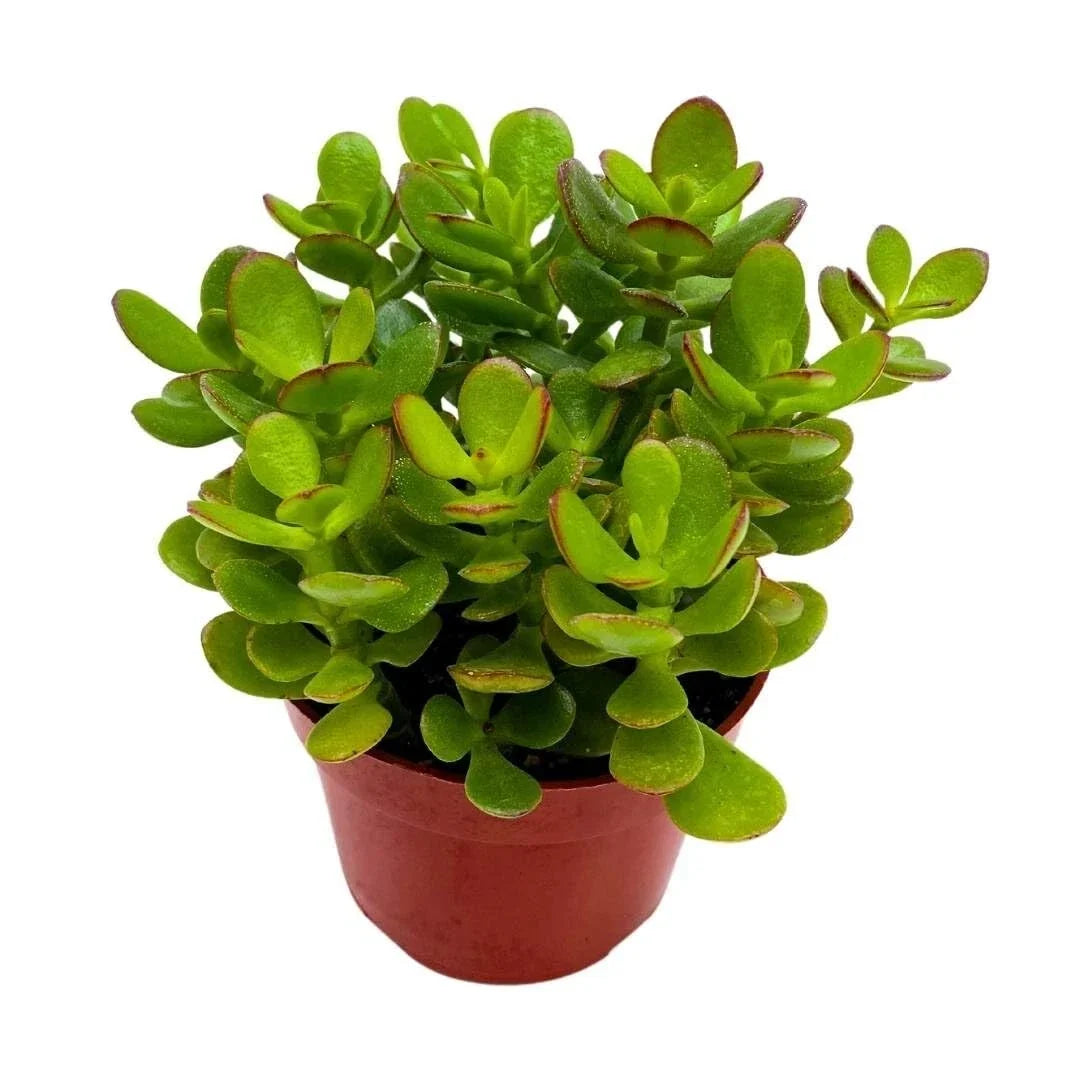 Crassula Ovata Succulent Plant 4 Inch - Live Jade Plant - Low Maintenance Indoor/Outdoor - Fully Rooted Jade Plant