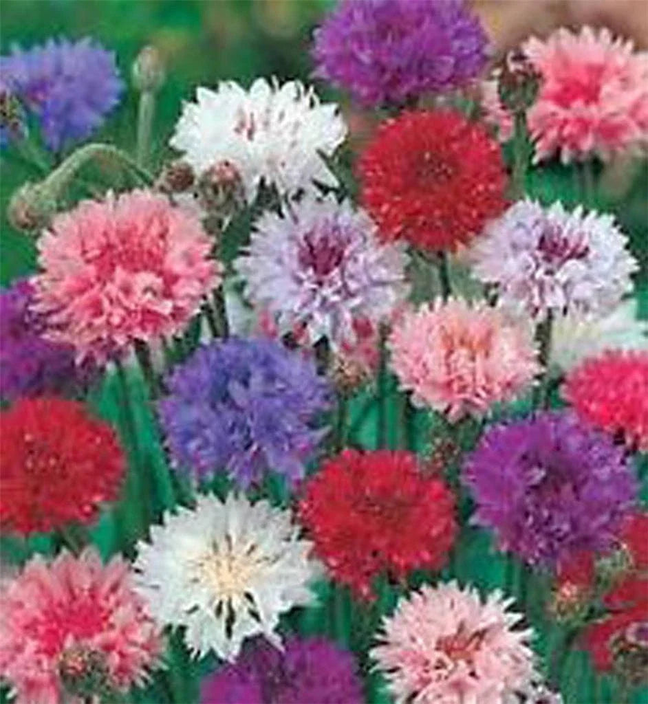 Bachelor Button Seeds - Tall Mix, 50 Seeds, Centaurea cyanus, Vibrant Blooms for Wildflower Gardens, Attracts Pollinators
