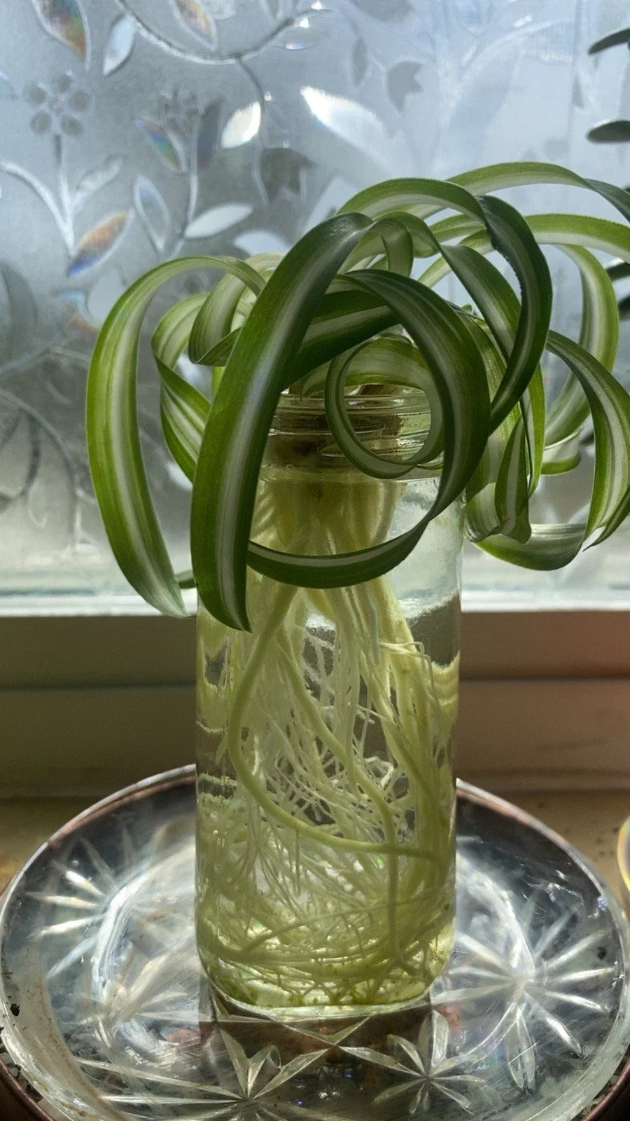 Spider Plants - Live Bonnie Curly Baby Cuts - Chlorophytum comosum - Low-Maintenance Indoor Air Purifier