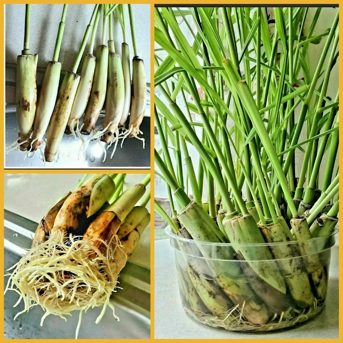 Lemongrass Stalks - 5 Count - Mosquito Repellent - Cymbopogon citratus - Easy to Grow Culinary Herb for Garden or Pots