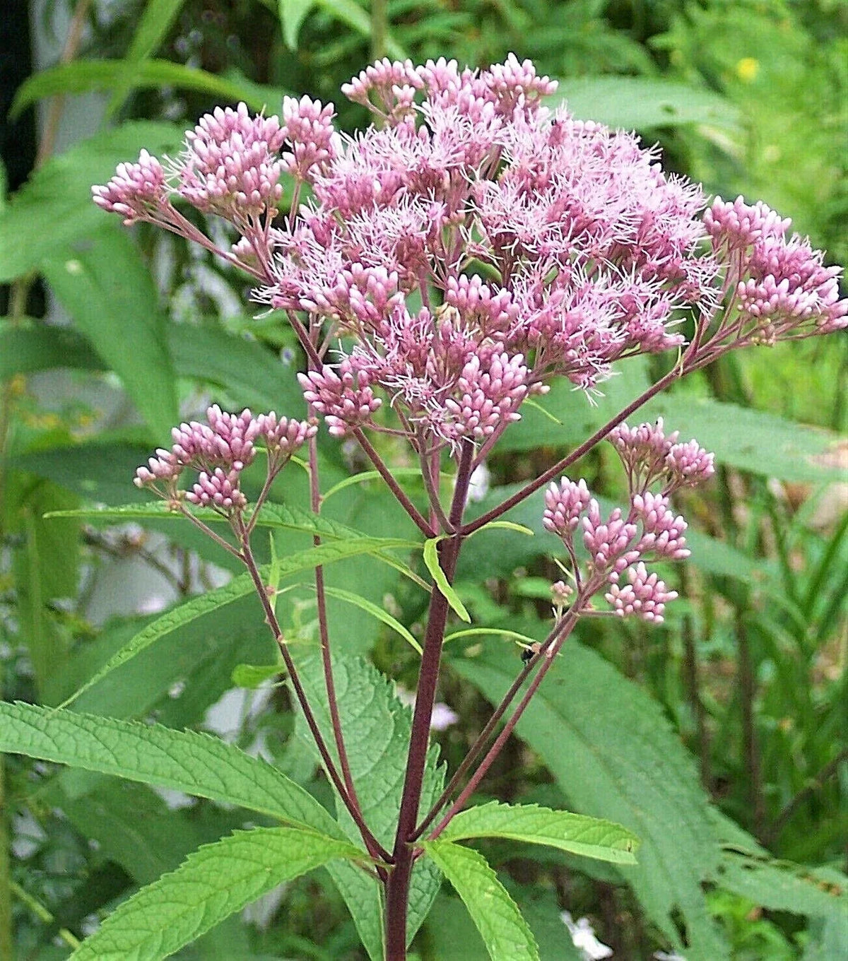 Joe Pye Weed 2 Bareroot Plants - Native Maine Variety - Eupatorium purpureum - Pinkish-Purple Flowers - Pollinator Friendly