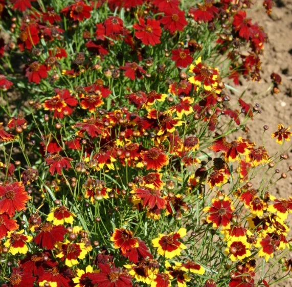 Coreopsis Seeds 1000 Count Semi-Dwarf Red Heirloom Non-GMO for Pollinators (Coreopsis tinctoria)