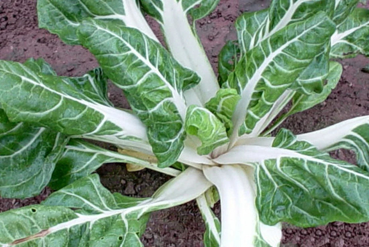 Swiss Chard Seeds 100 Ct Heirloom Large White Ribbed Non-GMO Beta vulgaris subsp. cicla for Home Garden and Culinary Use