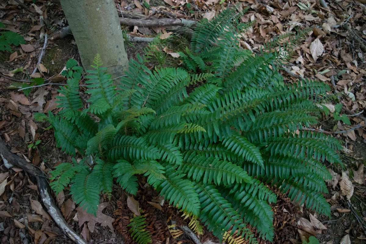 Christmas Fern Bare Root Plant - Evergreen Polystichum Acrostichoides - Dense Green Fronds for Shade, Erosion Control
