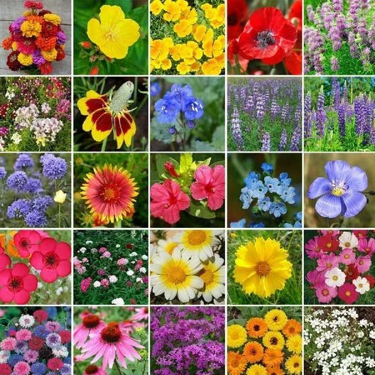 Wildflower Seed Mix 5000 Non-GMO Heirloom Blend for Pollinator Gardens - Various Perennial Species