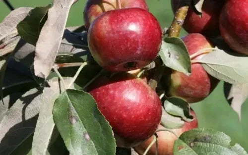 Frostbite Apple Seeds - 25 Pack - Malus domestica - USA Grown, High Germination Rate for Home Garden Planting