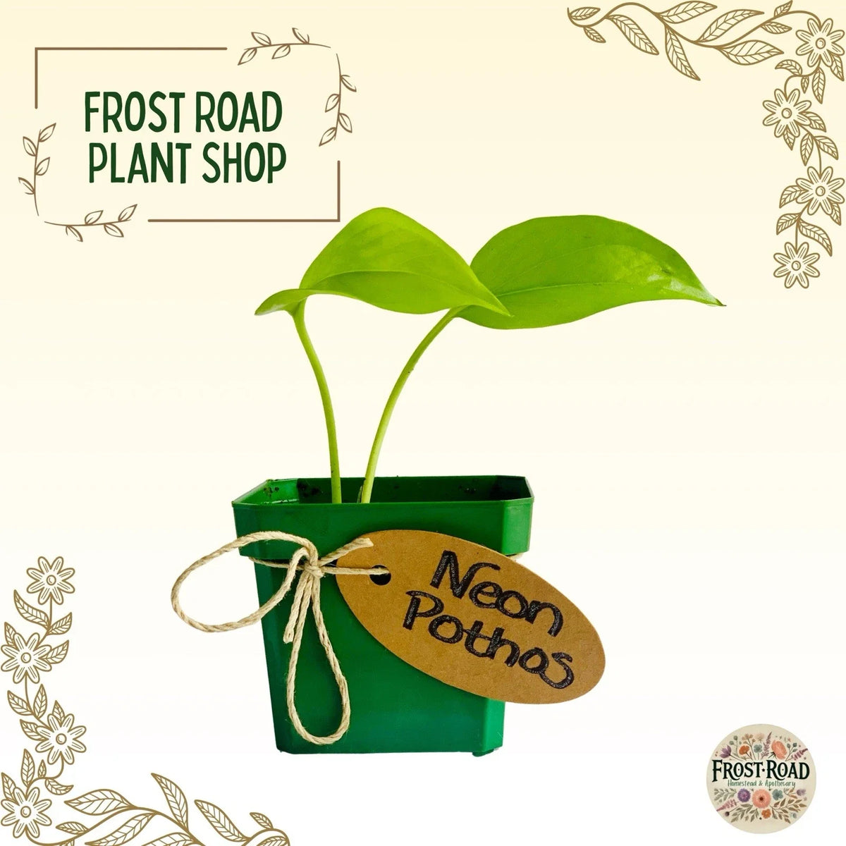Rooted Neon Pothos Cuttings - Easy Care Indoor Plant - Epipremnum aureum - Vibrant Green Leaves for Home Decor