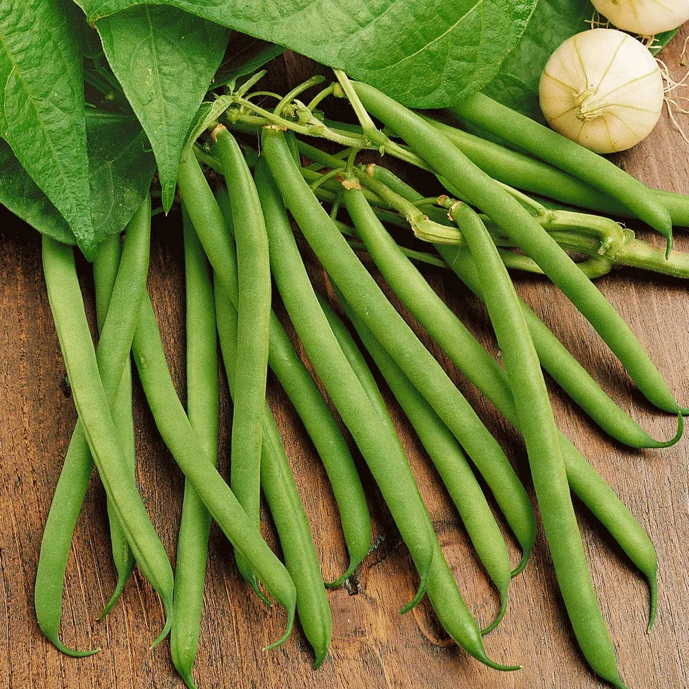 Provider Green Bean Seeds - 30+ Count Non-GMO Heirloom - Phaseolus vulgaris - Ideal for 2025 Planting